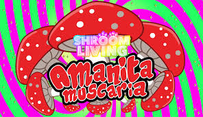 LegalHerbalShop-Amanita-Muscaria-Muchrooms