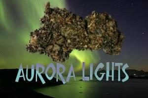 Aurora Lights - Legal Bud