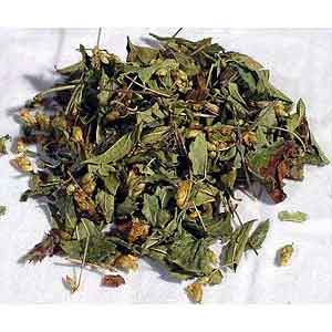 Calea Zacatechichi Dream Herb