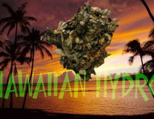 Hawaiian Hydro - Legal Bud
