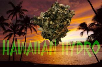 Hawaiian Hydro - Legal Bud
