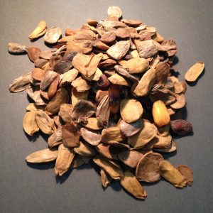 Buy AKUAMMA - Kratom Alternative - Picralima Nitida Seeds