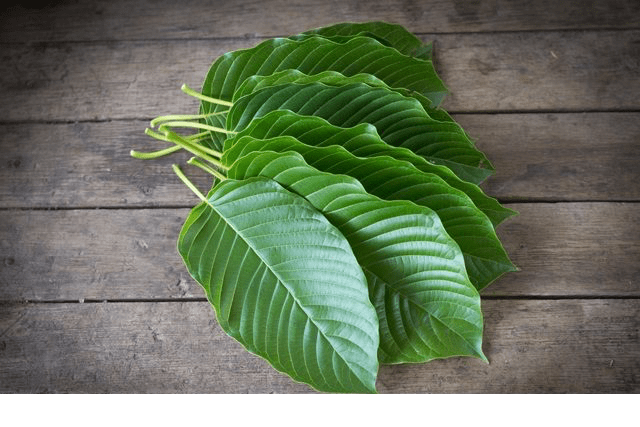 LegalHerbalShop-Kratom-Leaf