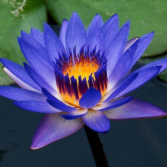blue-lotus-flower-legalherbalshop