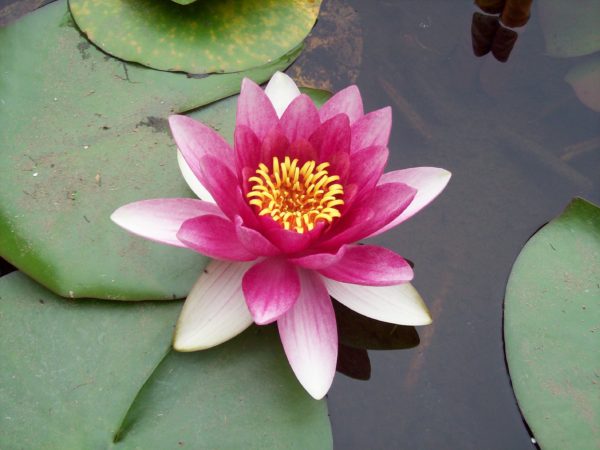 Wild-Pink-Lotus-Flower-Water-Lilly