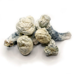 Penis-envy-mushrooms
